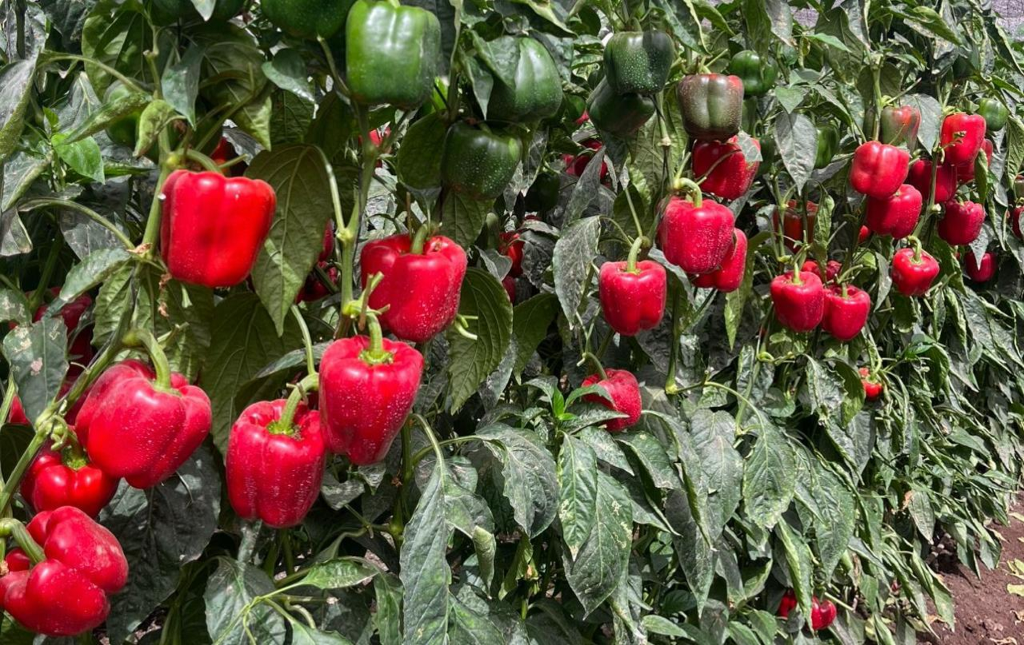 Cultivo después de usar Orgamuse